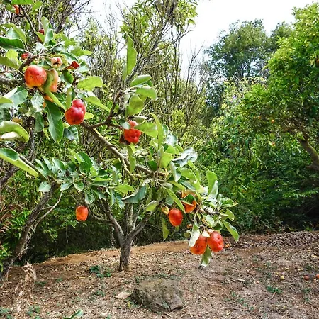 Eco House In Unique Environment * La Orotava
