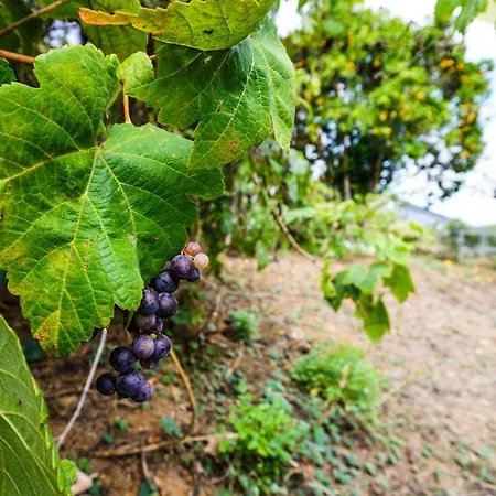 Eco House In Unique Environment