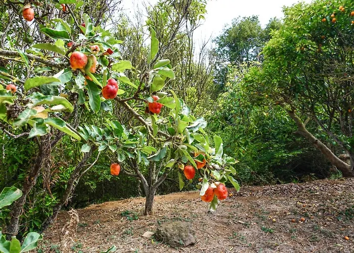 Eco House In Unique Environment * La Orotava